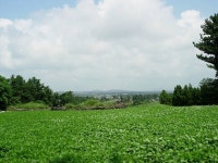 서귀포시 관광지 보롬이 무릉 - 세상의 모든 여행, 위시빈