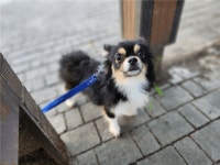 [(주)펫펏(요미독 강아지 고양이 분양 애견샵 강남점)] | (주)펫펏 사랑해주오보호소에서 청소하실 분 구합니다 - 알바몬