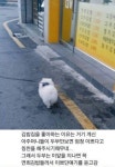 우리집 댕댕이가 산책 나갈 때마다 항상 김밥집에 들리는 진짜 이유