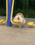 조막만한 혓바닥 빼꼼 내밀면서 공원 운동기구 혼자 통째로 쓰는 귀염뽀짝 댕댕이