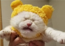 내가 이럴려고 집사 골랐나…새로 산 모자 씌워줬더니 진짜 싫은 티 팍팍 내는 고양이