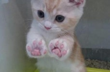 유리에 핑크 젤리 꾸욱 눌러 랜선 집사들 심장 부여잡게 만드는 세젤예 아기 냥이