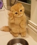 밥 주세요~♥ 눈 동그랗게 뜨고 배고프다며 집사한테 밥 달라고 폭풍 애교 부리는 고양이