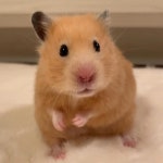 앙증맞은 분홍색 혓바닥으로 낼름낼름 숟가락 핥는 세상 졸귀 햄찌의 심쿵짤