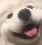 혀 빼꼼 내민 채 헤헤헤 웃는 모습이 너무 사랑스러운 하얀 솜뭉치 강아지