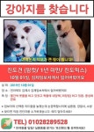 김제에서 임보자와 산책 나갔다 실종된 진도견을 미국인 견주가 애타게 찾고 있습니다