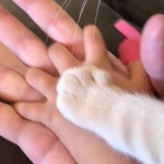 아기랑 손잡고 있는 집사 손 위에 자기 솜방망이 꾸욱 올려 하이파이브하는 귀요미 냥이