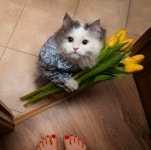 내 사랑을 받아주세요♥…꽃다발 들고 집사한테 사랑 고백하는 심쿵 냥이짤