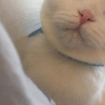 침 꿀꺽 삼키다가 실수로 그만 입에 빼꼼 흘린 하얀 솜뭉치 냥이의 심쿵짤