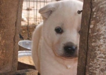 지켜보고 있다…집사가 식탁에 앉아서 밥 먹고 있을 때 강아지들의 공통된 표정