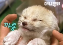 꺄룽~♥ 지구상에서 제일 귀엽다는 여우짓으로 랜선 집사들 심쿵하게 만드는 사막여우