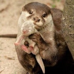 제가 낳았어요, 진짜 예쁘죠♥…갓 태어난 새끼 들고 여기저기에 자랑하는 엄마 수달