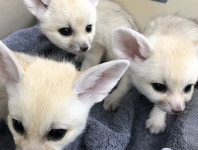 인형보다 귀엽다는 멸종위기 아기 사막여우 삼남매가 우리나라에서 태어났습니다