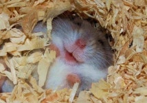 톱밥 사이에 파묻혀서 세상 다 가진 듯 행복 표정 지으며 꿀잠 자는 지구뿌셔 햄스터