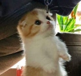 사랑해요♥…짤막한 다리로 번쩍 일어나 집사 바라보며 사랑 고백하는 심쿵 냥이