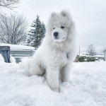 자기 똑닮은 친구 만났는데 하나도 안 반가운(?) 하얀 솜뭉치 댕댕이의 리얼 표정