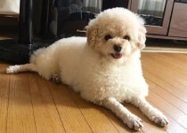예쁘게 털 잘라달라며 미용실 보낸 푸들 대신 아기양이 집에 돌아왔습니다