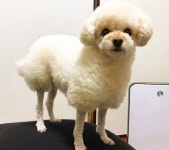 예쁘게 털 잘라달라며 미용실 보낸 푸들 대신 아기양이 집에 돌아왔습니다