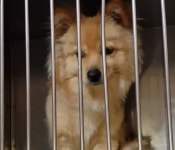 유기견 입양하고 싶다며 상담까지 다 받아놓고 정작 입양 당일 찾아오지 않았습니다