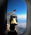 하늘 보고 싶어서 비행기 창문 밖 내다보는데 오리(?)가 반갑다며 인사했습니다