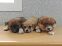 [유실동물 공고] 창원 공영주차장 컨테이너 밑에서 발견된 진갈색+흰색+검정 아기 강아지 삼형제