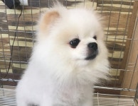[유실동물 공고] 충남 서산 호수공원 스타벅스 앞에서 하얀색 포메라니안 강아지 구조