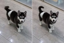 8호선 산성역 화장실에서 버려진 채 구조된 생후 3개월 허스키 강아지의 건강 상태