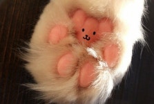 거부할 수 없는 말랑말랑 핑크 유혹 냥이 발바닥에 꽁꽁 숨겨져 있던 하리보 젤리