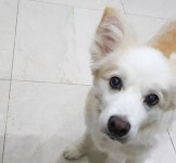 혈액암으로 시한부 판정 받은 반려견과 이별 준비 중인 강형욱이 공개한 다올이의 영정사진