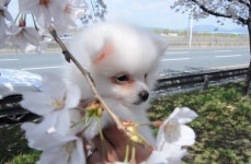 내가 벚꽃보다 이쁘다개♥…샤방샤방 눈 웃음치며 벚꽃놀이 즐기는 세젤귀 댕댕이