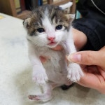 [유실동물 공고] 경남 통영 봉평동사무소 근처에서 생후 25일 흰검갈색 아기 고양이 구조