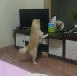 조용하길래 뭐하나 봤더니… 거울 속에 비친 자기 얼굴 근엄하게 쳐다보는 강아지