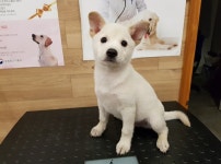 [유실동물 공고] 전북 전주 서신지구대에서 귀 쫑긋 솟아오른 하얀색 강아지 구조