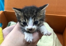 [유실동물 공고] 전북 전주에서 저체온증에 탈진한 백갈색 아기 고양이 구조