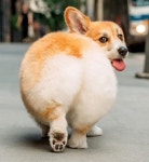 토실토실한 엉덩이 보고 있으면 기분이 저절로 좋아진다는 웰시 코기의 심쿵 뒷모습