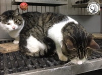 가짜 실험에 고양이 6마리 희생 당했다는 동물보호단체 폭로에 서울대병원 측이 내놓은 입장