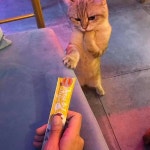 한입만 주세요♥…눈앞 츄르에 홀려 집사한테 입꾹한 채 간식 달라고 애교 부리는 심쿵 냥이