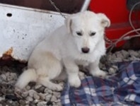 [유실동물 공고] 전남 영암 영농조합 앞에서 어미견과 함께 유기된 하얀색 강아지 구조