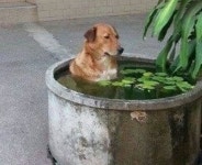 편의점 갔다가 대중 목욕탕에서 울 아빠처럼 반신욕하는 강아지를 목격(?)했어요