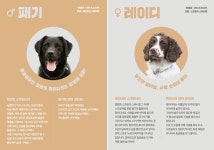 나라 위해 평생 일만 하다 은퇴한 마약 탐지견 16마리의 새 가족을 찾고 있습니다