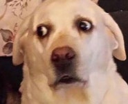 주인아.. 나 얘 무서워ㅠㅠ…손으로 목 긁어주자 무섭게(?) 씨익 웃는 강아지