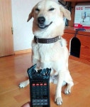 헤헷, 내가 그랫지롱…TV 리모콘 물어뜯어 놓고도 당당하게 방긋 웃는 장꾸 댕댕이