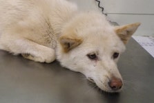 [유실동물 공고] 경기 가평에 있는 한 펜션 주변 배회하다가 구조된 하얀색 믹스 강아지