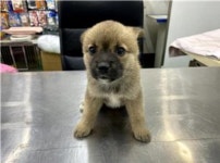 [유실동물 공고] 충남 부여 버스정류장 주변에서 구조된 갈검은색 아기 강아지 자매