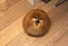 물에 들어가면 솜사탕처럼 사르르 녹아내리는 복슬복슬 털뭉치 포메라니안 편