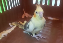 [유실동물 공고] 경기 성남에서 회색과 노랑색 섞인 왕관 앵무새 구조