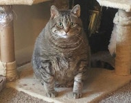 진료 받으러 동물병원 찾은 몸무게만 13kg 뚱냥이 본 수의사가 화들짝 놀란 이유