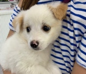 [유실동물 공고] 전북 고창 보건소 근처 목줄없이 배회하는 아이보리 아기 강아지 구조