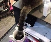 마시다 남겨놓은 커피 안에 자기 꼬리 퐁당 집어넣고 모른 채 하는 시크미 고양이