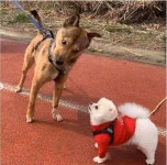 야 너 좋은거 가지고 있냐…산책하다 만난 쪼꼬미 포메라니언 무섭게(?) 쳐다보는 강아지